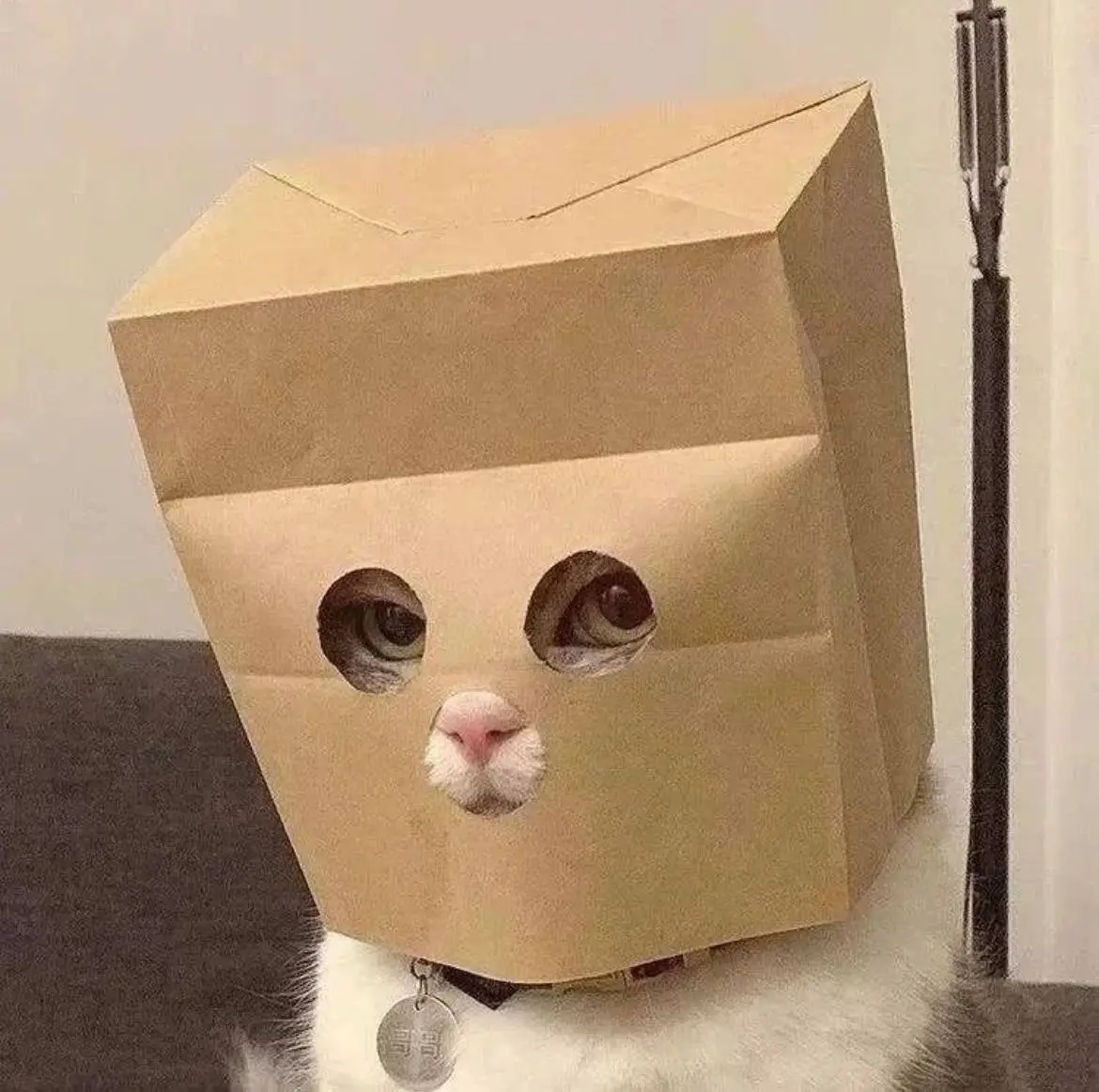 A cat wearing a brown paper bag over its head with eyeholes cut out, representing the Anonymous Cat meme token $ZCAT.