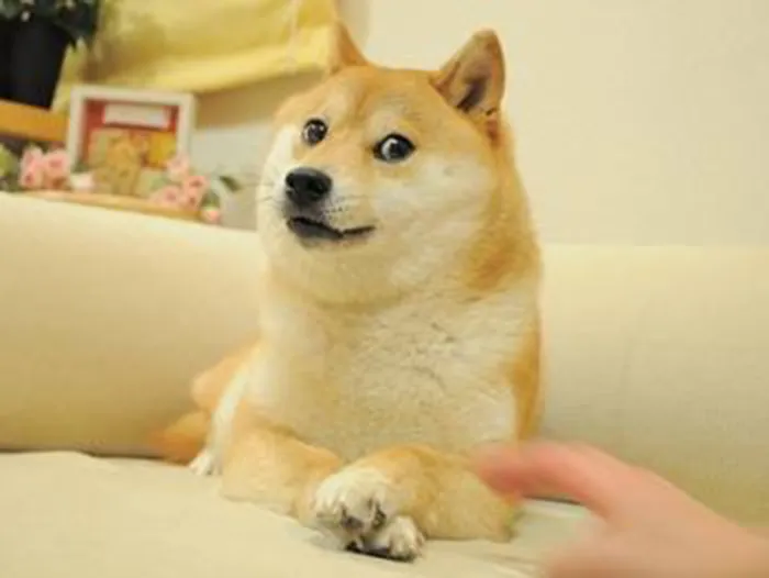 The original famous photograph of Kabosu, the Shiba Inu dog, sitting on a beige couch with paws crossed and a sideways glancing expression.