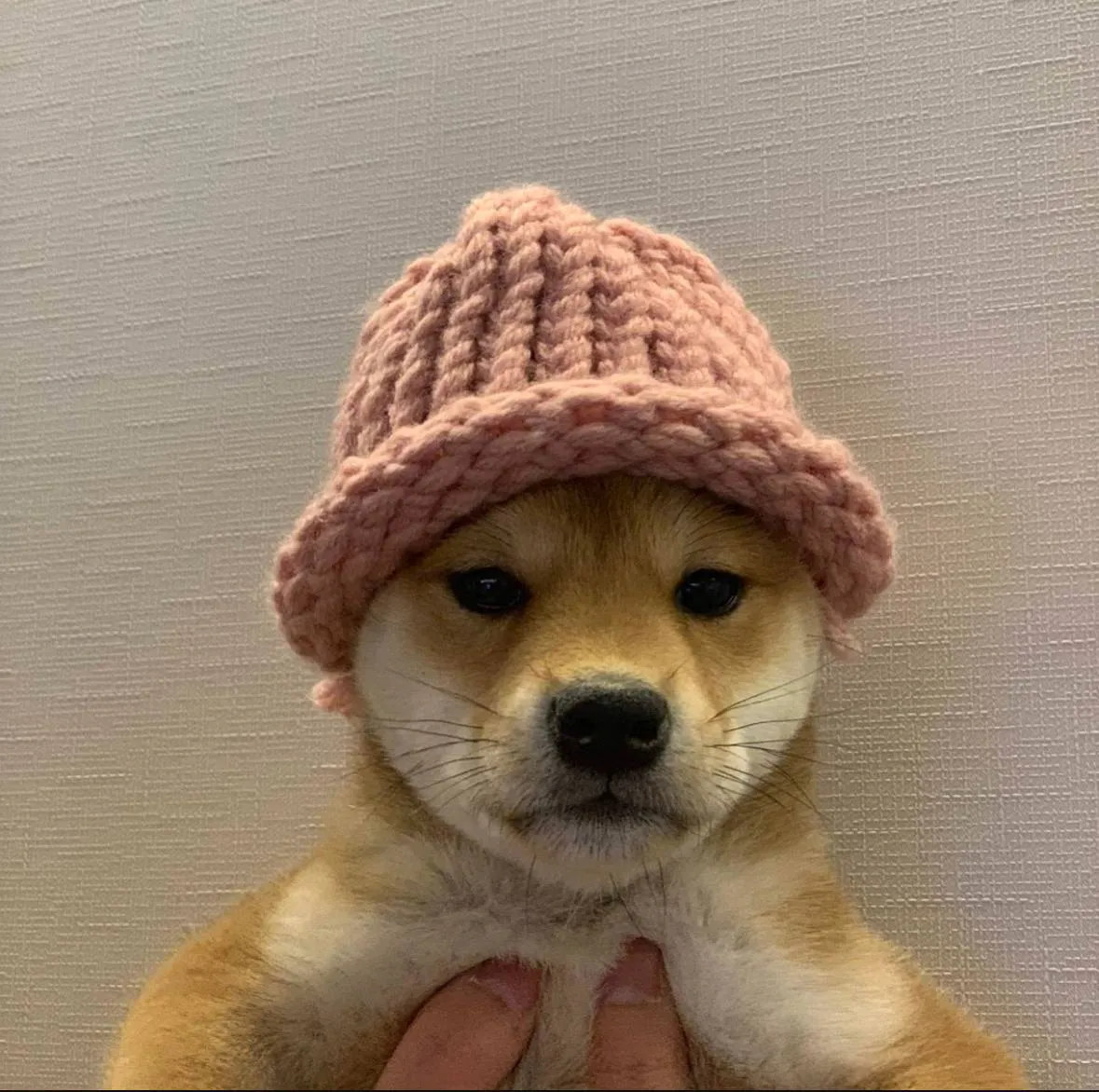 Close-up of a Shiba Inu puppy wearing a pink knitted hat, the original inspiration for the Dogwifhat ($WIF) token
